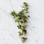 نبات الزعتر البري (زعتر/Thyme