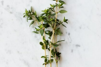 نبات الزعتر البري (زعتر/Thyme