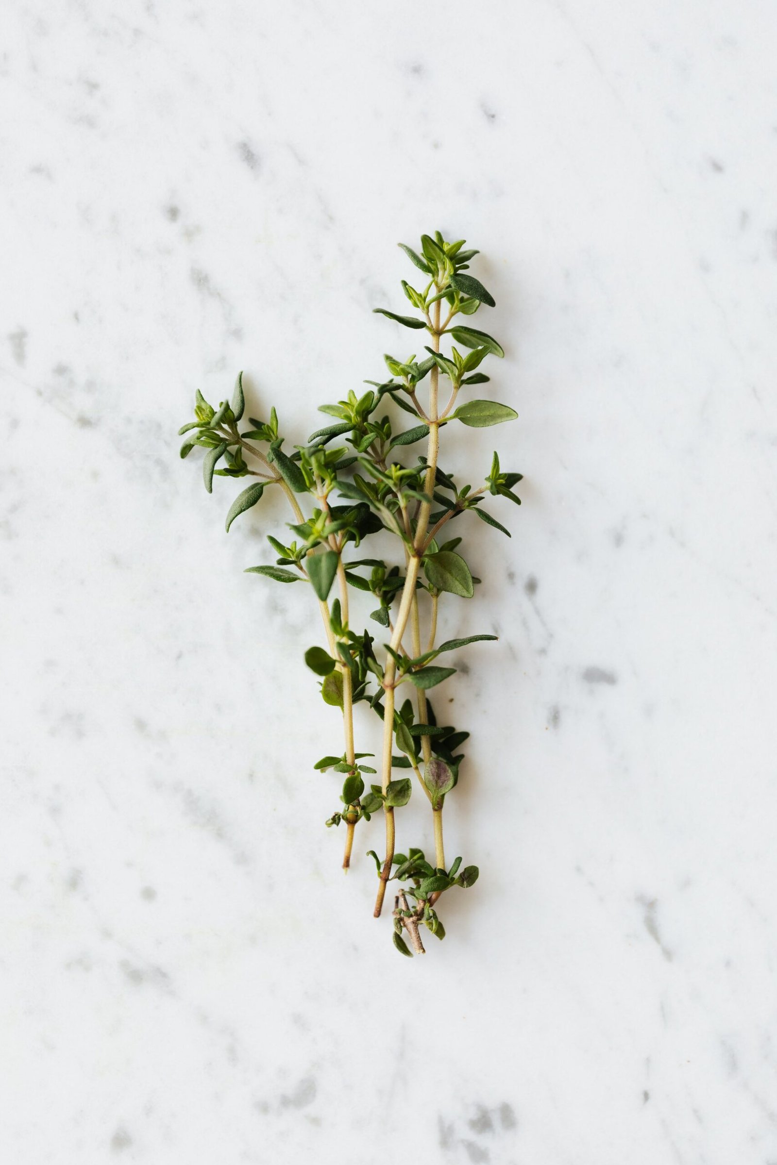 نبات الزعتر البري (زعتر/Thyme